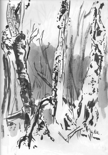 Dessin Février 2021 Dessin de la Combe au Loup