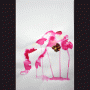 images/Dessin/image10.gif