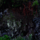 images/Errance-Racinesendentelles/image13.gif