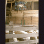 images/Moutons/image25.gif