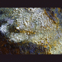 images/Moutons/image31.gif